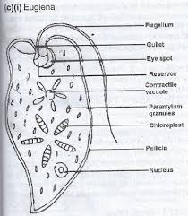 In spite of these similarities there are lots of ways in. 2003 Waec Biology Theory A What Is A Cell B Describe The Structure And State The Function Of Each Myschool