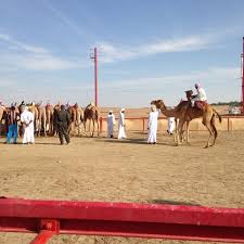 At the camel race track, one of the major events at the al dhafra camel festival 2014. Photos At Al Wathba Camel Race Track Racetrack