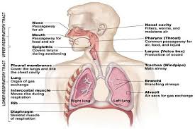 Respiratory System In 2020 Respiratory System Human Lungs Respiratory