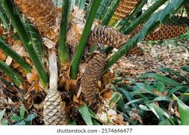 Image result for Encephalartos ngoyanus