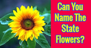 All us states have at least one official state flower, often chosen because of its significance to that state. Can You Name The State Flowers Quizpug