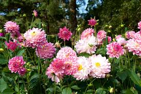 In den kommenden wochen ist die beste zeit, sich inspiration zu holen. Herbstblumen Die 10 Schonsten Fur Ihren Garten Plantura