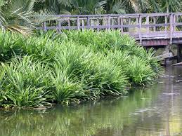 Image result for Pandanus sp. A