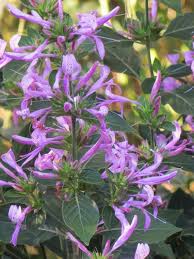 Image result for Hypoestes aristata