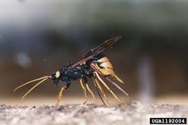 Pin On Insects