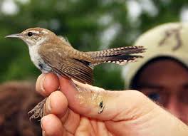 Siulan Dan Tembakan Burung Bewick S Wren Om Kicau