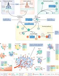Perfectly fine (taylor's version) (from the vault) (lyric video)taylorswiftvevo. Context Dependent Roles Of Complement In Cancer Nature Reviews Cancer