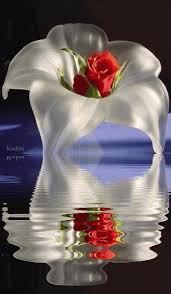 Beautiful flowers wallpapers beautiful gif beautiful roses good night messages good night wishes flowers gif pretty flowers morning rose glitter graphics. Beautiful Flowers Animated Flowers Flowers Keefers Photo This Photo Was Uploaded By Keefers Find Other Beautiful Flowers Ani Beau Gif Gifs Rose Blanche