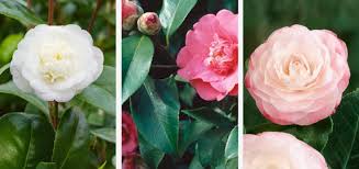 Check spelling or type a new query. Camellia February S Plant Of The Month Homebase