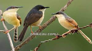 Download Suara Burung Prenjak Enam Spesies Om Kicau