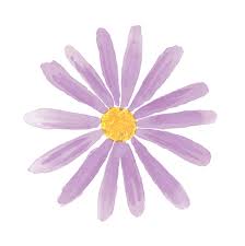 Image result for Athrixia phylicoides