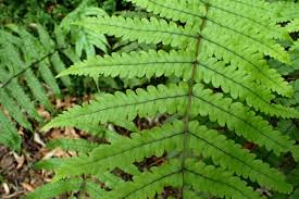 Image result for Pneumatopteris