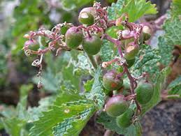 Image result for Cyphostemma spinosopilosum