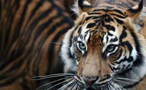 Download now foto pertarungan hewan kaskus. Harimau Sumatera Ditemukan Mati Terjerat Di Area Konsesi Halaman All Warta Kota