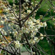 Image result for Prunus