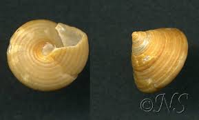 coquillages des cotes de l atlantique et de la manche