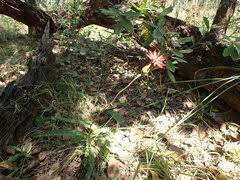 Image result for Pleiotaxis