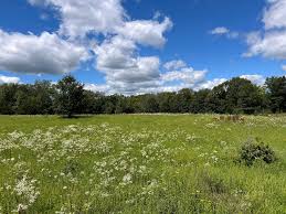 Image result for Orthochilus subulatus