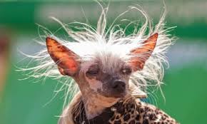 Judges at this year's ugliest dog contest agreed, and named scamp a champ on friday at the we really believe our dogs are beautiful. World S Ugliest Dog Contest Winner At The Center Of Oozing Sore Scuffle Dogs The Guardian