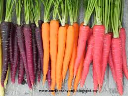 Sementara itu, dalam 100 gram lobak terdapat 0,1 gram lemak, 1,6 gram serat, 16 kalor dan 3,4 gram karbohidrat. Sihat Ceria Bersama Yunji Kelebihan Dan Khasiat Lobak Merah A K A Carrot