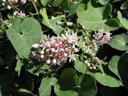 Image result for Cynanchum orangeanum