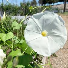 Image result for Ipomoea tricolor