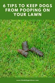 How to stop dog coming into my garden. 6 Tips To Keep Dogs From Pooping On Your Lawn