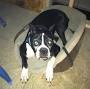 Profile Picture of Eli Yoder, the Amish Puppy Mill Dog | Facebook (@facebook.com) on Google