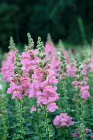 Image result for Antirrhinum majus