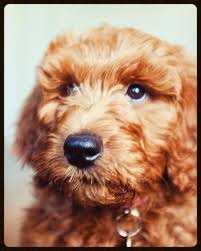 Maybe you would like to learn more about one of these? Best Labradoodle Breeder Puppies For Sale In Nevada 4e Kennels
