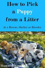 I've heard different recommendations on how to pick a puppy from a litter to fit a person's needs/lifestyle. How To Pick A Puppy From A Litter Happy Oodles Puppies Best Puppies Puppy Training
