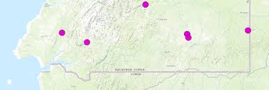 Image result for Trichomanes crispiforme