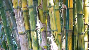 Image result for Bambusa vulgaris