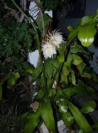 Queen Of The Night Orchid Cactus Epiphyllum Oxypetalum Orchid Cactus Night Blooming Flowers Orchids