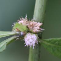 Image result for Struchium sparganophorum