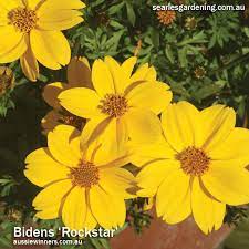Check spelling or type a new query. 10 Best Instant Spring Flowering Plants Searles Gardening