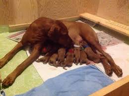 We did not find results for: Vizsla Puppies For Sale 4 Days Old For Sale In Annapolis Washington Classified Americanlisted Com