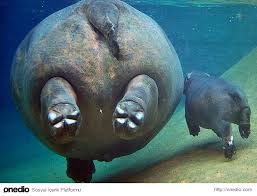 Bakarken Kalbinizi Eritecek Hayvanlarin Aile Yasamlarindan 24 Fotograf Vahsi Hayvanlar Hayvanlar Baby Hippo