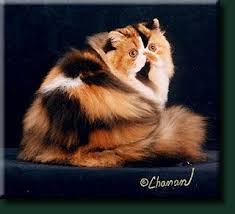 الدليل الشامل لجميع انواع القطط حصري Gatos