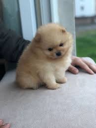 Yavru Pomeranian Boo Yavru Pomeranian Boo Kopek Kopekseverler Kopeksahiplendirme Kopekyavr Sevimli Kopek Yavrulari Yavru Kopek Sevimli Hayvan Yavrulari