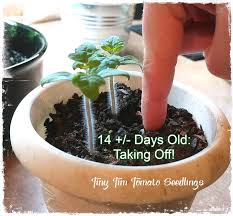 House produces round cherry tomatoes with red skin and red flesh. Dwarf Tomatoes 3 Wondrous Acres Homestead