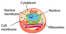 Mar 23, 2021 · definition of animal cell. A Level Biology Cells Wikibooks Open Books For An Open World