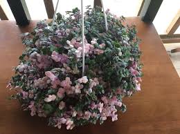 Callisia repens bianca vs pink panther. I Couldn T Resist This Miniature Variegated Callisia Repens Hanging Basket R Gardening Plants Indoor Flowers House Plants