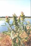 Image result for Crotalaria goreensis