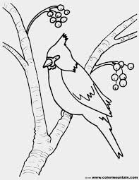 I hope you all enjoy this. Cardinal Coloring Pages Novocom Top