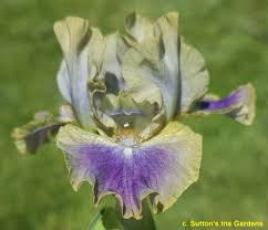 SDBsByYear2024 < Sdb < Iris Wiki