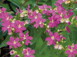 Image result for Cuphea hyssopifolia