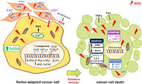 Ros In Cancer Therapy The Bright Side Of The Moon Experimental Molecular Medicine