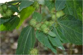 Image result for Triumfetta pilosa