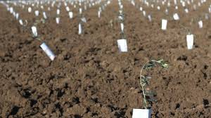 Maybe you would like to learn more about one of these? High Density Orchard Stock Video Footage 4k And Hd Video Clips Shutterstock